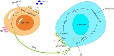 Effect of tumor microenvironment on ferroptosis: inhibition or promotion